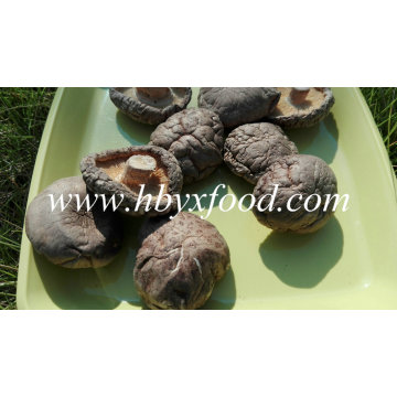 Venta al por mayor Seta de Shiitake lisa vegetal seca